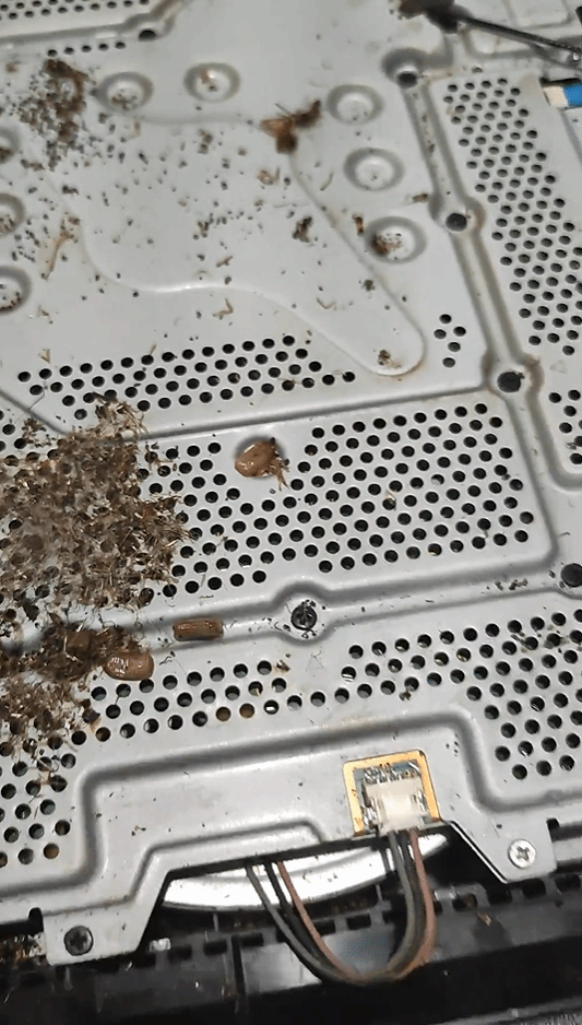 豪宅：网友拆机瞬间上演小强蹦迪pg电子重口慎入！PS4变蟑螂