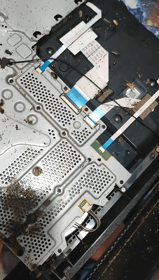 豪宅：网友拆机瞬间上演小强蹦迪pg电子重口慎入！PS4变蟑螂(图2)